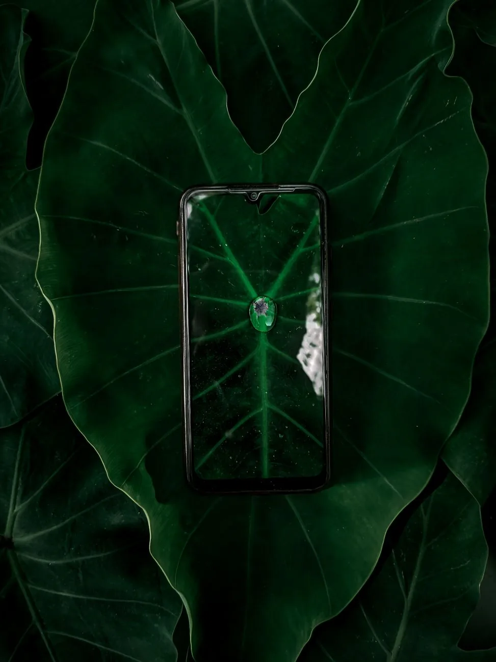 smartfon leżący na dużym zielonym liściu rośliny — Motorola Razr 40 poza naszym warsztatem — gdzie szukać pomocy